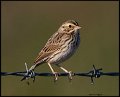 _8SB8581 savannah sparrow